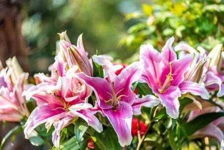百合花适合什么时候种？