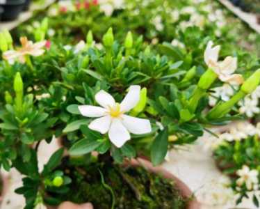 最香的花排名，第一名是谁？