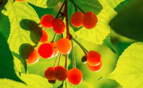 什么季节给樱桃树施肥好？