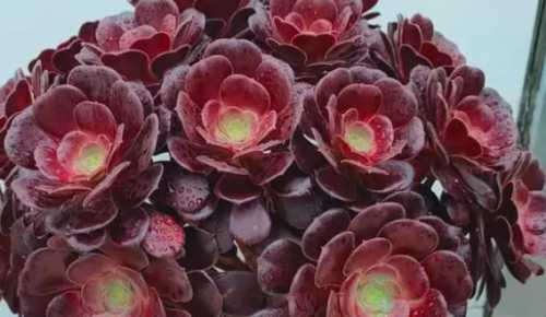 法师成光杆杆了还能长侧芽吗？