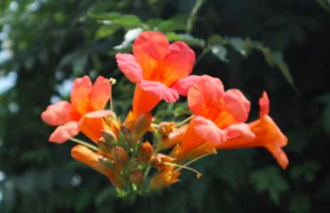 凌霄花多久浇一次水合适？