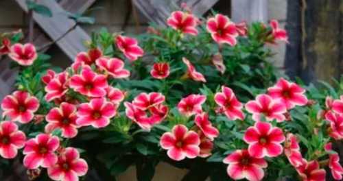 舞春花有毒吗？有什么危害？