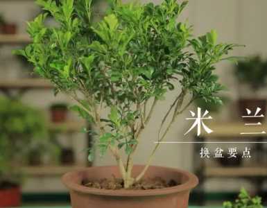 米兰枝干黑干枯是什么原因造成的？