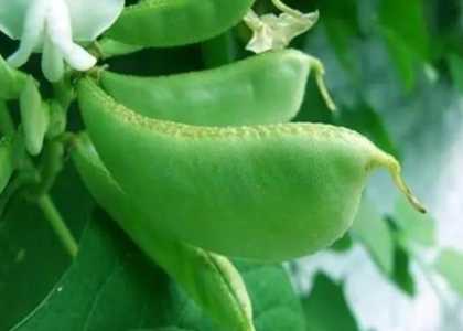 种扁豆用什么肥？