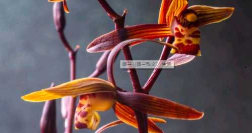 墨兰从花苞到开花要多久？