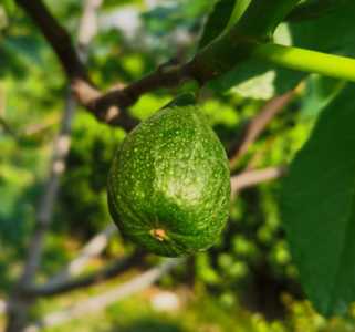 无花果枝叶茂盛为啥不结果？