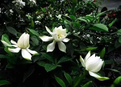 单杆栀子花的修剪时间和方法有什么？