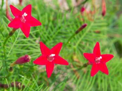 五星花结种子吗？
