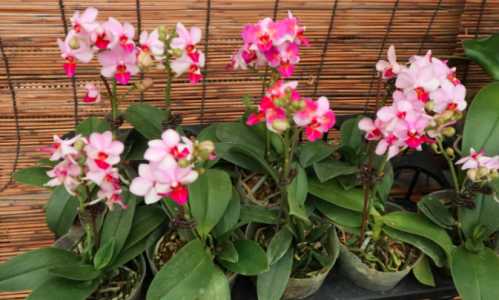 蝴蝶兰缺水花会蔫吗？