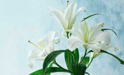 百合花寓意着什么意义？