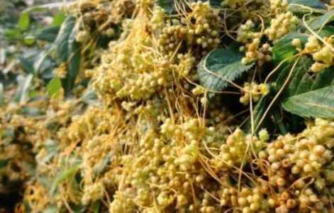 菟丝子是什么植物，长什么样子？