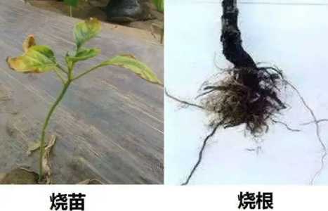 农药烧苗的补救方法有哪些？