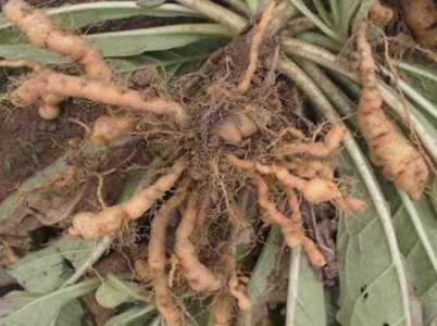 种植地黄一亩利润多少？