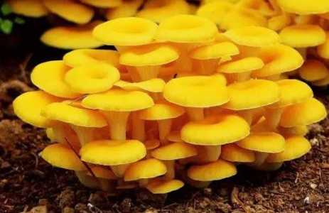 榆黄蘑怎样高效栽培？