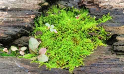 怎样自己在家培植苔藓？
