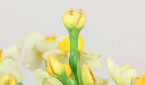 水培水仙花开完花怎么保存下年还能开花？