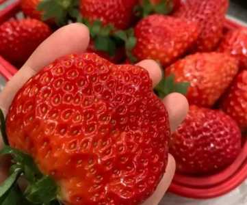 草莓施肥用什么肥料好？