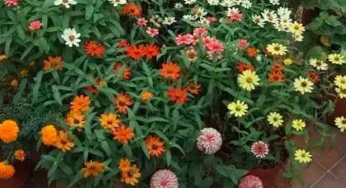 百日草发芽后多久开花？