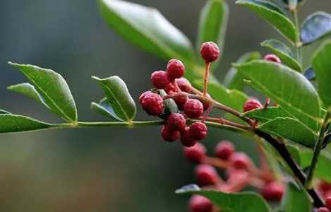 在家可以种花椒吗？