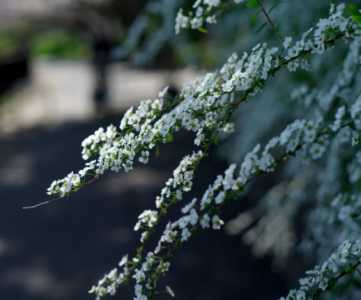 喷雪花的养殖方法和注意事项是什么？