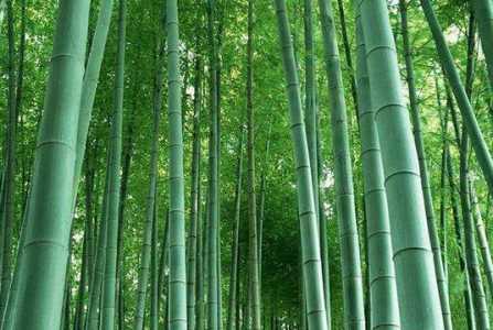 种植竹根能长成竹子吗？