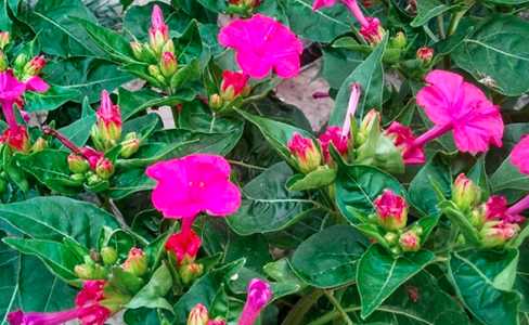 紫茉莉花语象征与寓意是什么？