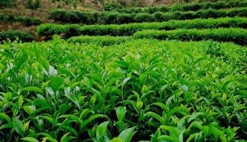 如何在花园里种茶树？