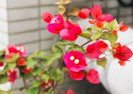 三角梅花期如何浇水？