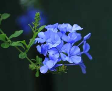 蓝雪花在冬天会开花吗？