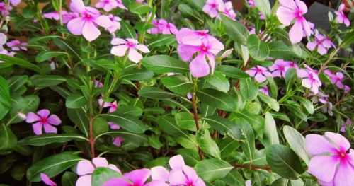 长春花冬天北方开花吗？