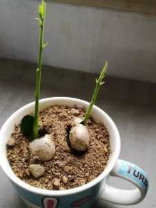 菠萝蜜种子的种植方法有什么?