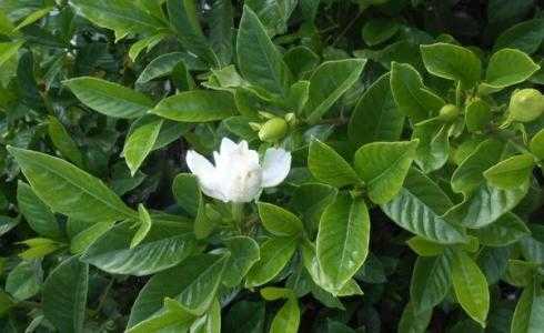 栀子花最怕的克星是什么？