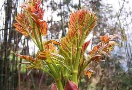 刺老芽种植完几年采摘合适？