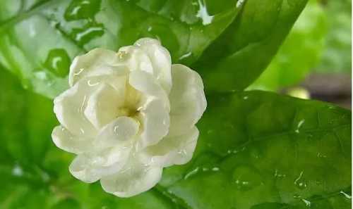 茉莉北方冬天能开花吗？