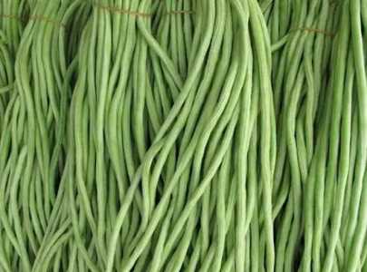北方秋豆角什么时候种植？