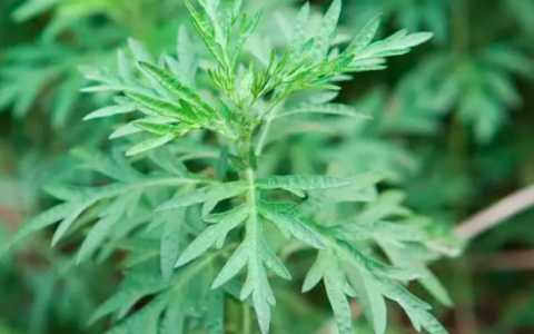种植艾草的步骤和方法是什么？