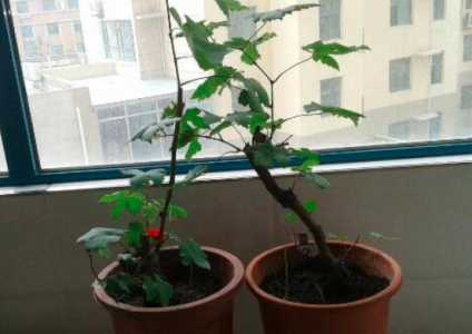 葡萄是怎样用枝发芽的？