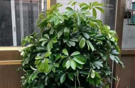 鸭掌木换过盆后需要浇水吗？
