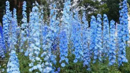 大飞燕插花瓶水养怎么养？