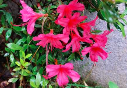 新买的杜鹃花如何上盆？