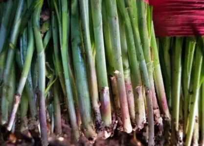 红根韭菜的种植时间是什么时候？