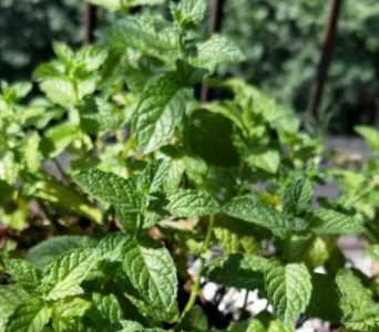 驱蚊水培植物哪种最好？