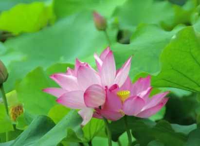 水养荷花家庭怎么养？