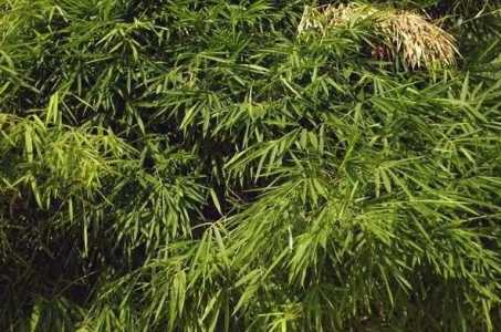 簕竹根怎么样种可以看出发芽？