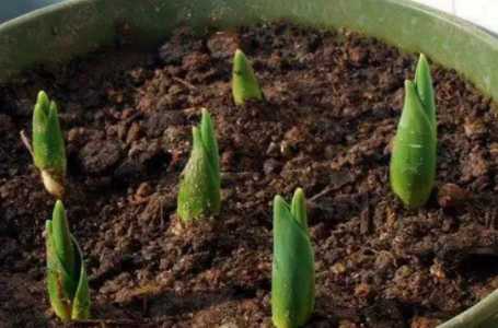 郁金香种球种下多久开花？