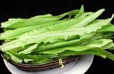 油麦菜有几个品种？
