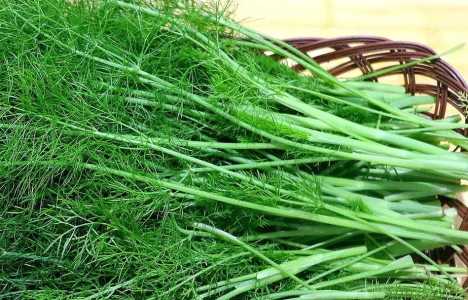 茴香适合什么地方种植？