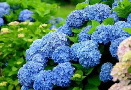 八仙花一年开几次花？