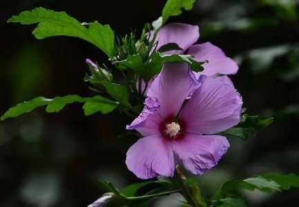 木槿花能冷冻保存吗？