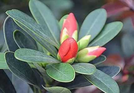 四季茶花和普通茶花哪个好养？